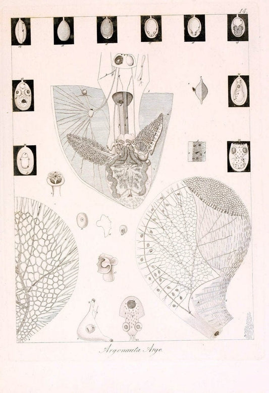 Descrizione e notomia degli animali invertebrati della Sicilia citeriore :.Naples :C. Ba | Invertebrates "Kingdom of the Two Sicilies" "Sicily (Italy)"  | Vintage Print Reproduction 468804