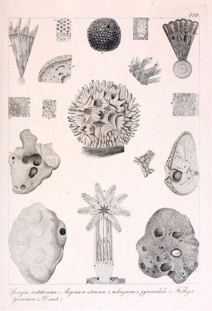 Descrizione e notomia degli animali invertebrati della Sicilia citeriore :.Naples :C. Ba | Invertebrates "Kingdom of the Two Sicilies" "Sicily (Italy)"  | Vintage Print Reproduction 468805