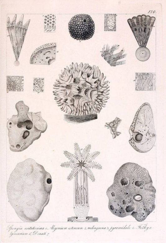 Descrizione e notomia degli animali invertebrati della Sicilia citeriore :.Naples :C. Ba | Invertebrates "Kingdom of the Two Sicilies" "Sicily (Italy)"  | Vintage Print Reproduction 468805