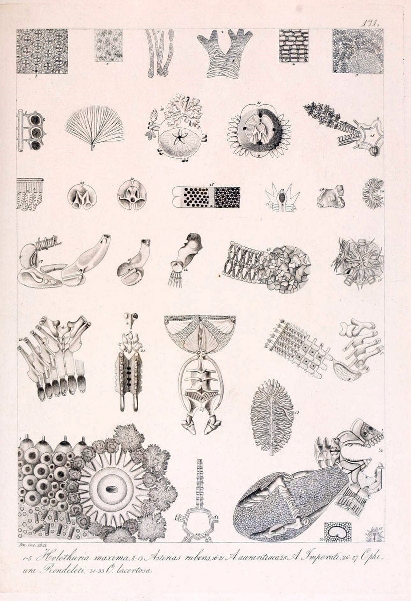 Descrizione e notomia degli animali invertebrati della Sicilia citeriore :.Naples :C. Ba | Invertebrates "Kingdom of the Two Sicilies" "Sicily (Italy)"  | Vintage Print Reproduction 468806