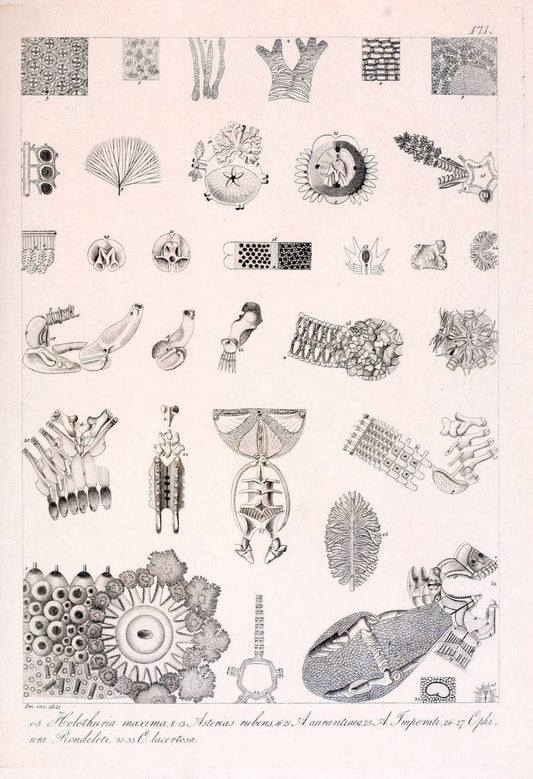Descrizione e notomia degli animali invertebrati della Sicilia citeriore :.Naples :C. Ba | Invertebrates "Kingdom of the Two Sicilies" "Sicily (Italy)"  | Vintage Print Reproduction 468806