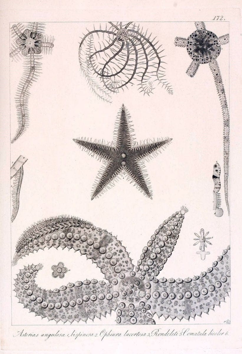 Descrizione e notomia degli animali invertebrati della Sicilia citeriore :.Naples :C. Ba | Invertebrates "Kingdom of the Two Sicilies" "Sicily (Italy)"  | Vintage Print Reproduction 468807