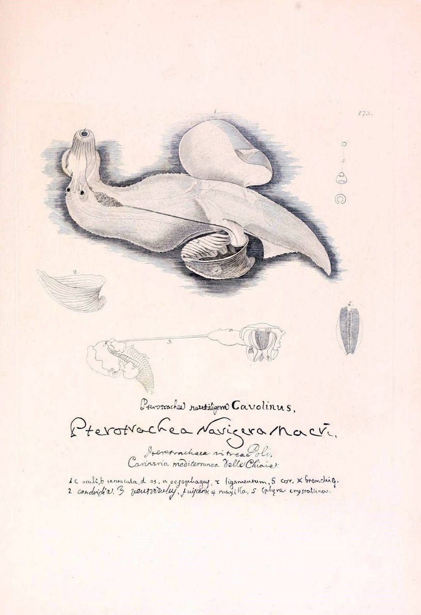 Descrizione e notomia degli animali invertebrati della Sicilia citeriore :.Naples :C. Ba | Invertebrates "Kingdom of the Two Sicilies" "Sicily (Italy)"  | Vintage Print Reproduction 468808