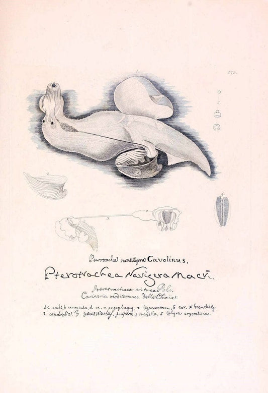 Descrizione e notomia degli animali invertebrati della Sicilia citeriore :.Naples :C. Ba | Invertebrates "Kingdom of the Two Sicilies" "Sicily (Italy)"  | Vintage Print Reproduction 468808