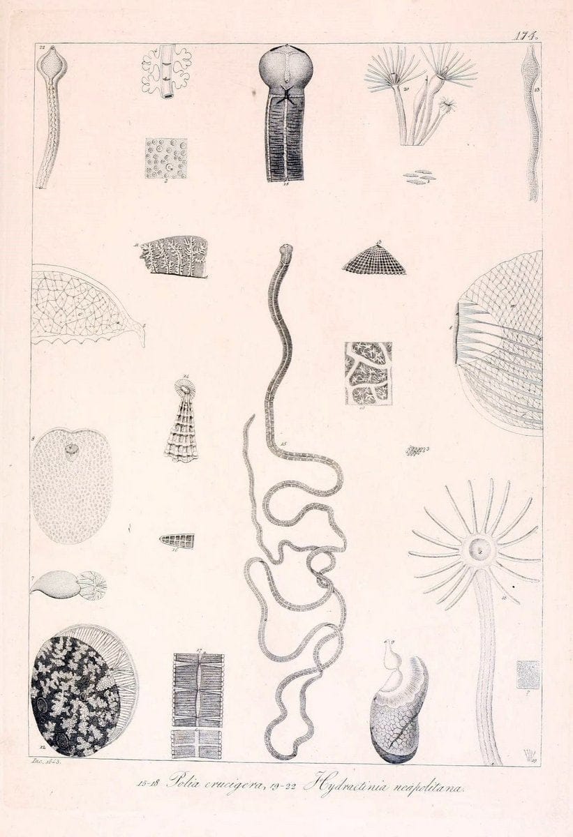 Descrizione e notomia degli animali invertebrati della Sicilia citeriore :.Naples :C. Ba | Invertebrates "Kingdom of the Two Sicilies" "Sicily (Italy)"  | Vintage Print Reproduction 468809