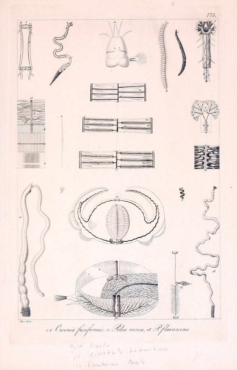 Descrizione e notomia degli animali invertebrati della Sicilia citeriore :.Naples :C. Ba | Invertebrates "Kingdom of the Two Sicilies" "Sicily (Italy)"  | Vintage Print Reproduction 468810