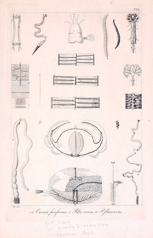 Descrizione e notomia degli animali invertebrati della Sicilia citeriore :.Naples :C. Ba | Invertebrates "Kingdom of the Two Sicilies" "Sicily (Italy)"  | Vintage Print Reproduction 468810