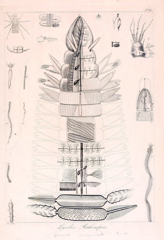 Descrizione e notomia degli animali invertebrati della Sicilia citeriore :.Naples :C. Ba | Invertebrates "Kingdom of the Two Sicilies" "Sicily (Italy)"  | Vintage Print Reproduction 468811