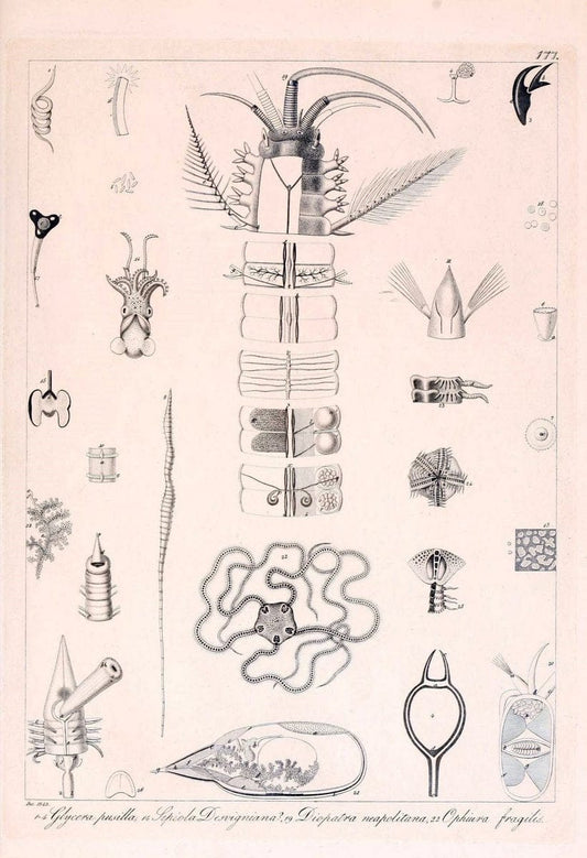 Descrizione e notomia degli animali invertebrati della Sicilia citeriore :.Naples :C. Ba | Invertebrates "Kingdom of the Two Sicilies" "Sicily (Italy)"  | Vintage Print Reproduction 468812