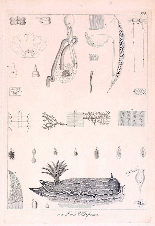 Descrizione e notomia degli animali invertebrati della Sicilia citeriore :.Naples :C. Ba | Invertebrates "Kingdom of the Two Sicilies" "Sicily (Italy)"  | Vintage Print Reproduction 468813