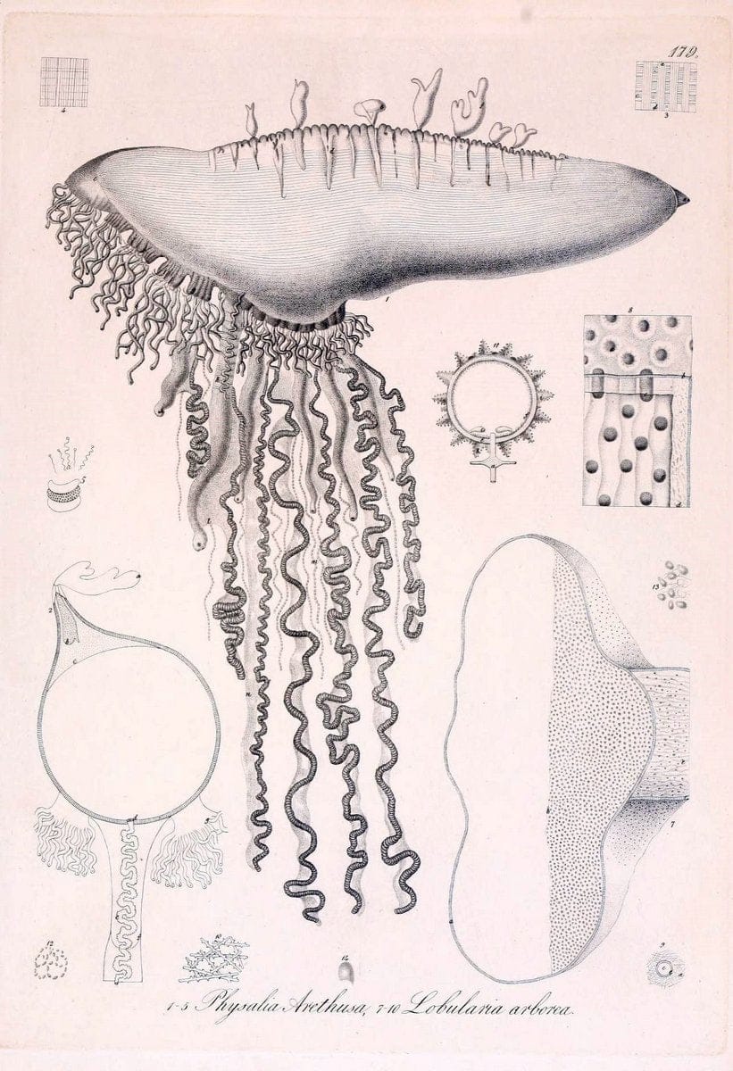 Dragable Image