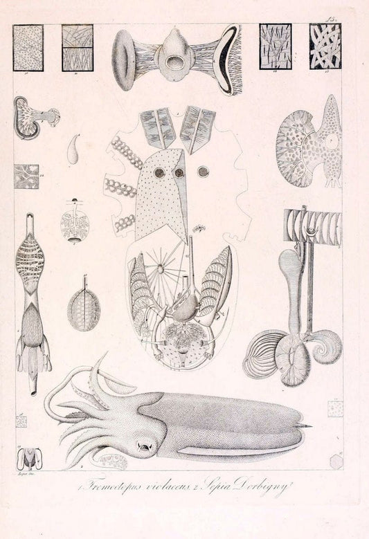 Descrizione e notomia degli animali invertebrati della Sicilia citeriore :.Naples :C. Ba | Invertebrates "Kingdom of the Two Sicilies" "Sicily (Italy)"  | Vintage Print Reproduction 468815