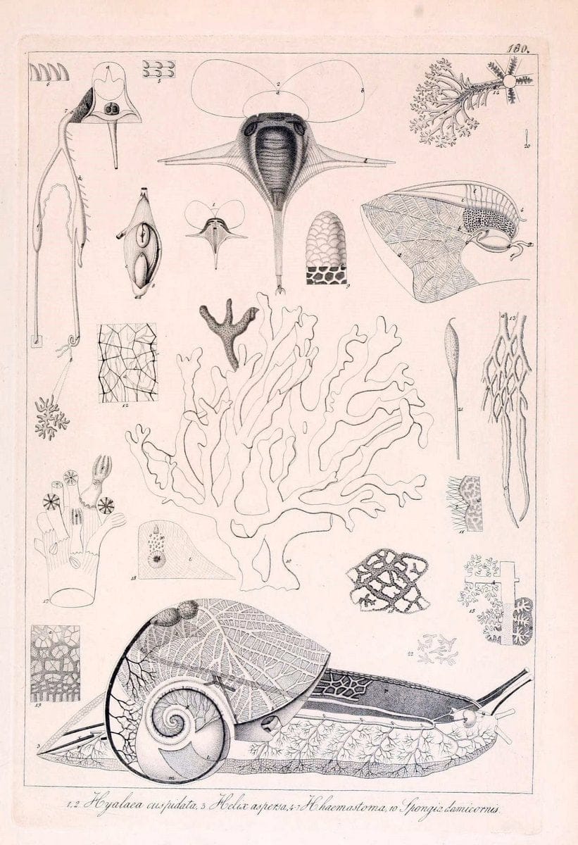 Descrizione e notomia degli animali invertebrati della Sicilia citeriore :.Naples :C. Ba | Invertebrates "Kingdom of the Two Sicilies" "Sicily (Italy)"  | Vintage Print Reproduction 468816