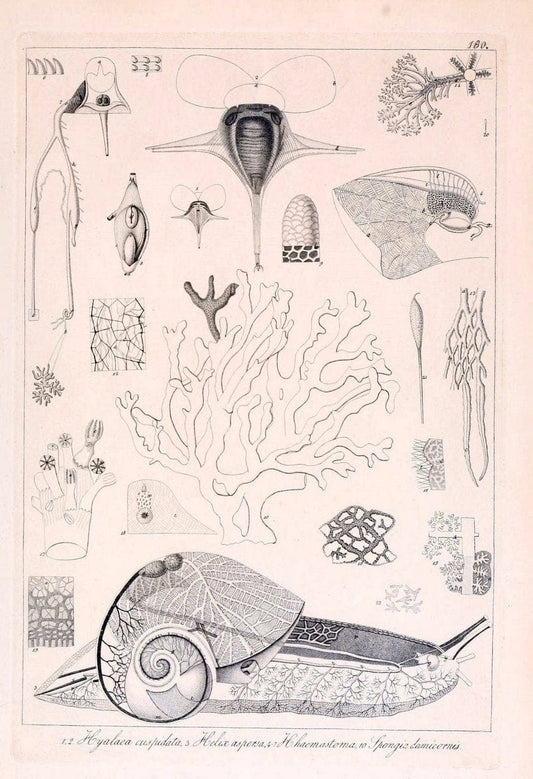 Descrizione e notomia degli animali invertebrati della Sicilia citeriore :.Naples :C. Ba | Invertebrates "Kingdom of the Two Sicilies" "Sicily (Italy)"  | Vintage Print Reproduction 468816