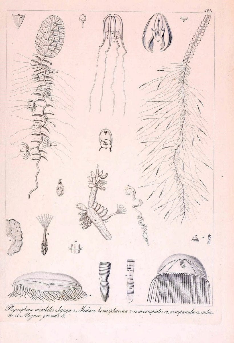 Descrizione e notomia degli animali invertebrati della Sicilia citeriore :.Naples :C. Ba | Invertebrates "Kingdom of the Two Sicilies" "Sicily (Italy)"  | Vintage Print Reproduction 468817