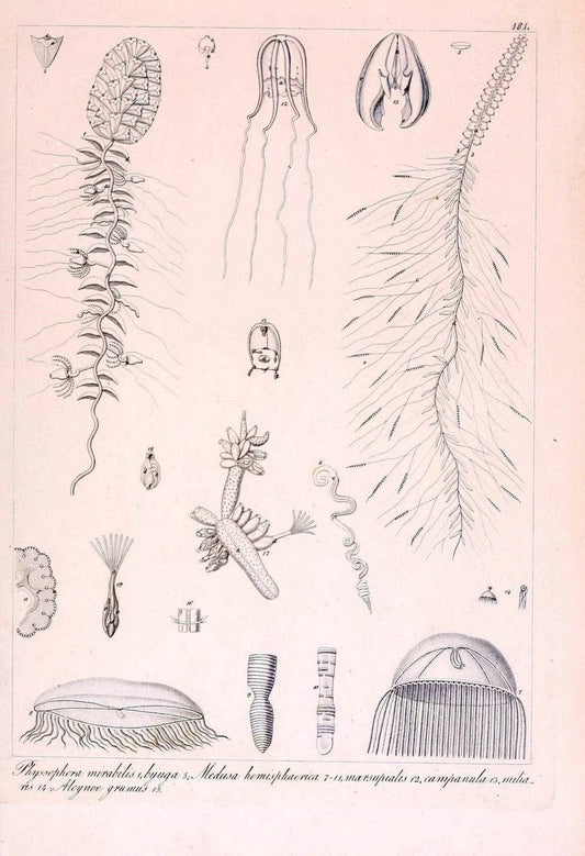 Descrizione e notomia degli animali invertebrati della Sicilia citeriore :.Naples :C. Ba | Invertebrates "Kingdom of the Two Sicilies" "Sicily (Italy)"  | Vintage Print Reproduction 468817