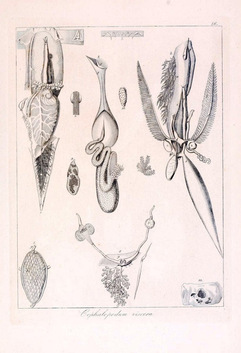 Descrizione e notomia degli animali invertebrati della Sicilia citeriore :.Naples :C. Ba | Invertebrates "Kingdom of the Two Sicilies" "Sicily (Italy)"  | Vintage Print Reproduction 468818
