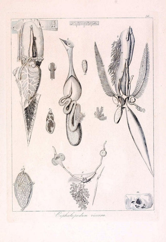 Descrizione e notomia degli animali invertebrati della Sicilia citeriore :.Naples :C. Ba | Invertebrates "Kingdom of the Two Sicilies" "Sicily (Italy)"  | Vintage Print Reproduction 468818