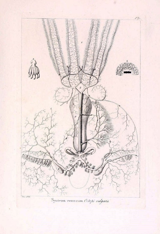Descrizione e notomia degli animali invertebrati della Sicilia citeriore :.Naples :C. Ba | Invertebrates "Kingdom of the Two Sicilies" "Sicily (Italy)"  | Vintage Print Reproduction 468819