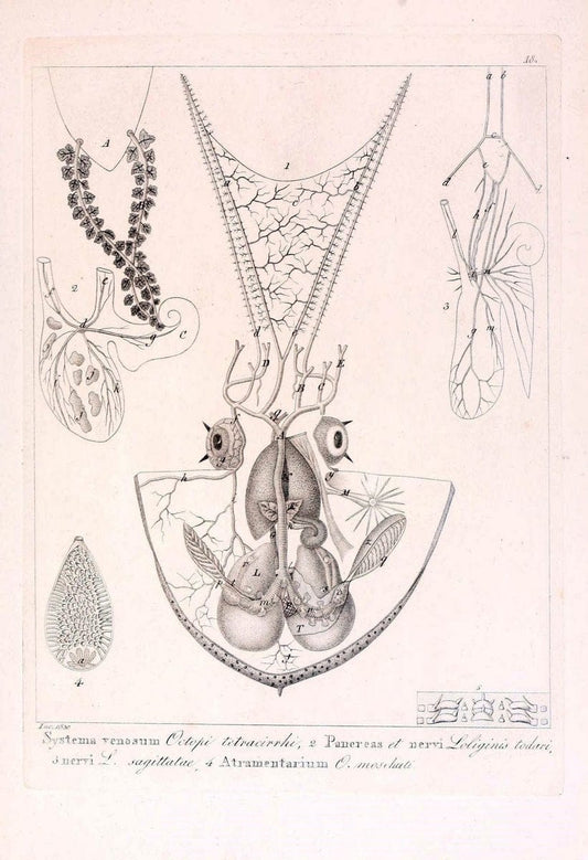 Descrizione e notomia degli animali invertebrati della Sicilia citeriore :.Naples :C. Ba | Invertebrates "Kingdom of the Two Sicilies" "Sicily (Italy)"  | Vintage Print Reproduction 468820