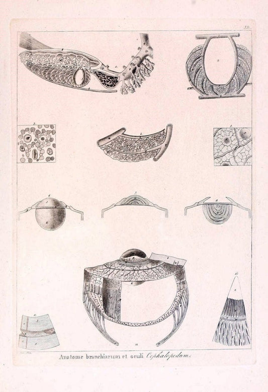 Descrizione e notomia degli animali invertebrati della Sicilia citeriore :.Naples :C. Ba | Invertebrates "Kingdom of the Two Sicilies" "Sicily (Italy)"  | Vintage Print Reproduction 468821