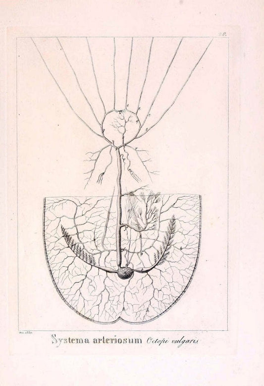 Descrizione e notomia degli animali invertebrati della Sicilia citeriore :.Naples :C. Ba | Invertebrates "Kingdom of the Two Sicilies" "Sicily (Italy)"  | Vintage Print Reproduction 468822