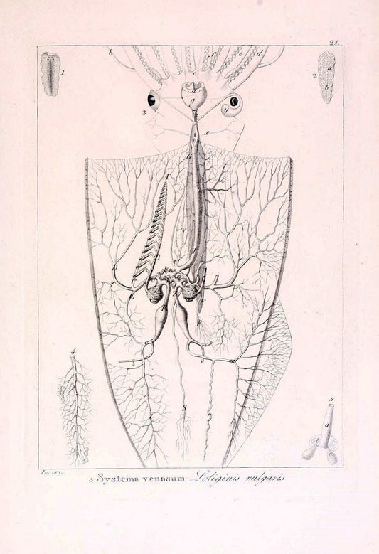 Descrizione e notomia degli animali invertebrati della Sicilia citeriore :.Naples :C. Ba | Invertebrates "Kingdom of the Two Sicilies" "Sicily (Italy)"  | Vintage Print Reproduction 468823