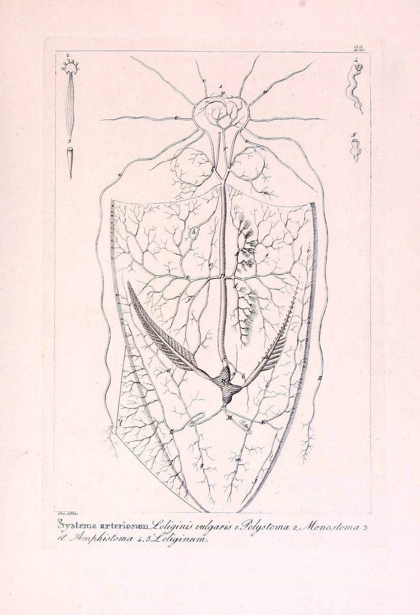 Descrizione e notomia degli animali invertebrati della Sicilia citeriore :.Naples :C. Ba | Invertebrates "Kingdom of the Two Sicilies" "Sicily (Italy)"  | Vintage Print Reproduction 468824
