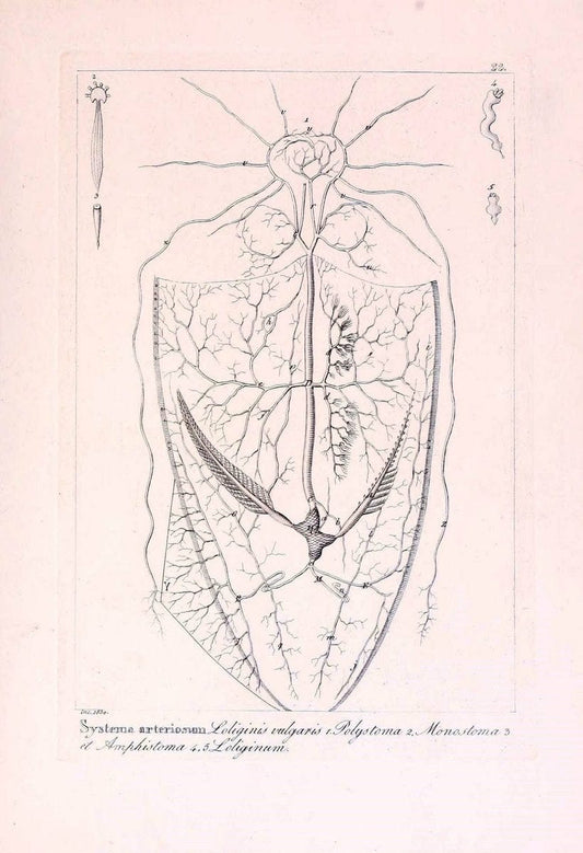 Descrizione e notomia degli animali invertebrati della Sicilia citeriore :.Naples :C. Ba | Invertebrates "Kingdom of the Two Sicilies" "Sicily (Italy)"  | Vintage Print Reproduction 468824