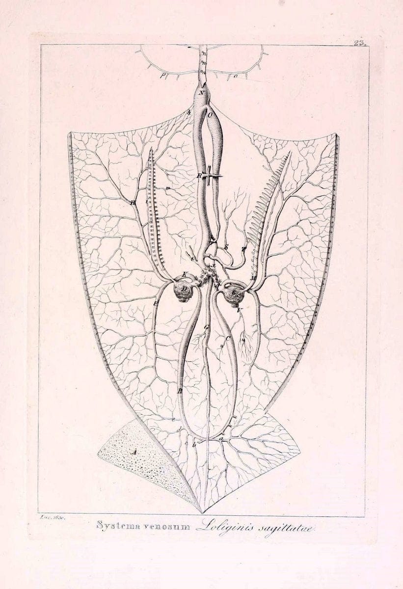 Descrizione e notomia degli animali invertebrati della Sicilia citeriore :.Naples :C. Ba | Invertebrates "Kingdom of the Two Sicilies" "Sicily (Italy)"  | Vintage Print Reproduction 468825