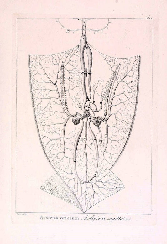 Descrizione e notomia degli animali invertebrati della Sicilia citeriore :.Naples :C. Ba | Invertebrates "Kingdom of the Two Sicilies" "Sicily (Italy)"  | Vintage Print Reproduction 468825