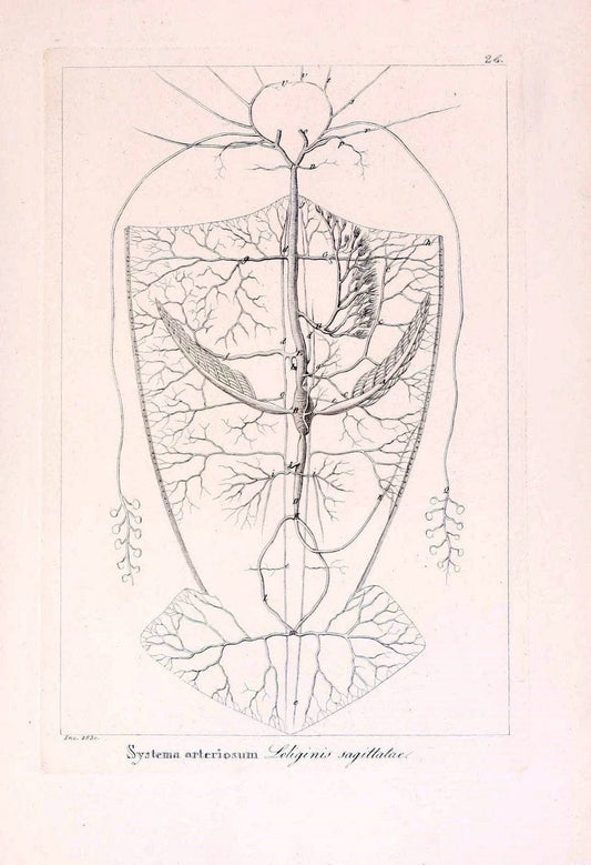 Descrizione e notomia degli animali invertebrati della Sicilia citeriore :.Naples :C. Ba | Invertebrates "Kingdom of the Two Sicilies" "Sicily (Italy)"  | Vintage Print Reproduction 468826