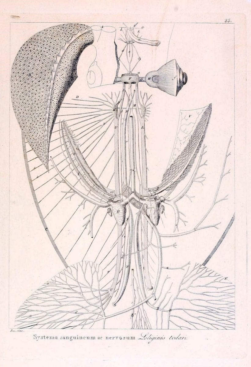 Descrizione e notomia degli animali invertebrati della Sicilia citeriore :.Naples :C. Ba | Invertebrates "Kingdom of the Two Sicilies" "Sicily (Italy)"  | Vintage Print Reproduction 468827