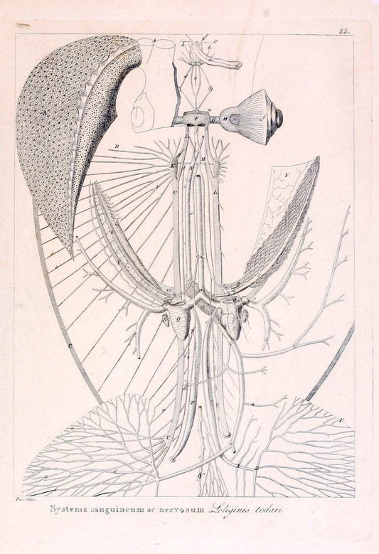 Descrizione e notomia degli animali invertebrati della Sicilia citeriore :.Naples :C. Ba | Invertebrates "Kingdom of the Two Sicilies" "Sicily (Italy)"  | Vintage Print Reproduction 468827