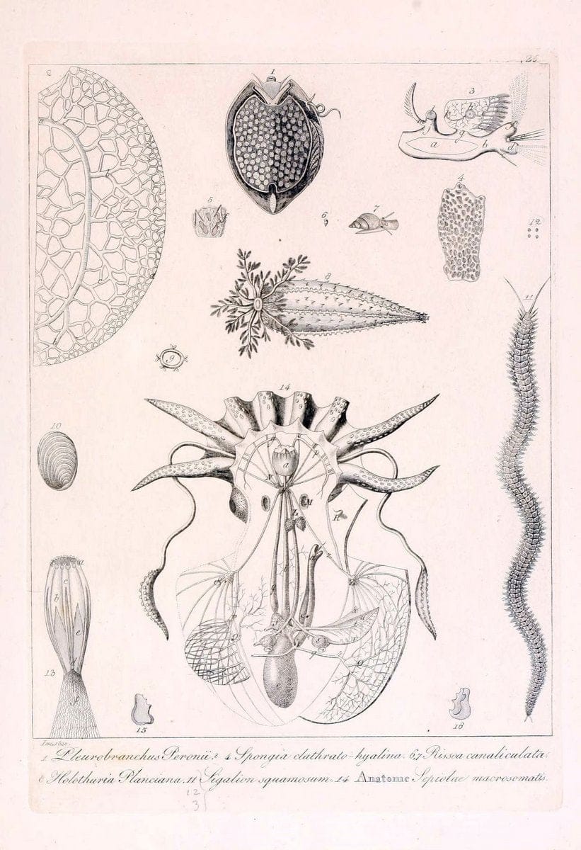 Descrizione e notomia degli animali invertebrati della Sicilia citeriore :.Naples :C. Ba | Invertebrates "Kingdom of the Two Sicilies" "Sicily (Italy)"  | Vintage Print Reproduction 468828