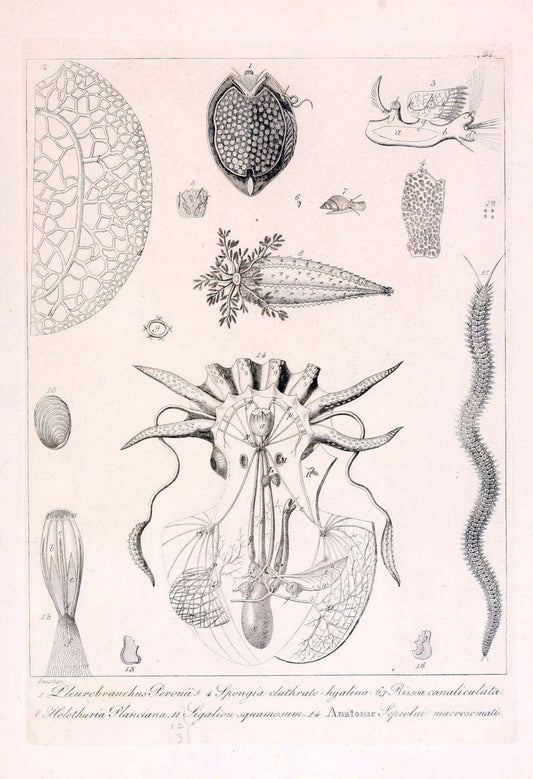 Descrizione e notomia degli animali invertebrati della Sicilia citeriore :.Naples :C. Ba | Invertebrates "Kingdom of the Two Sicilies" "Sicily (Italy)"  | Vintage Print Reproduction 468828