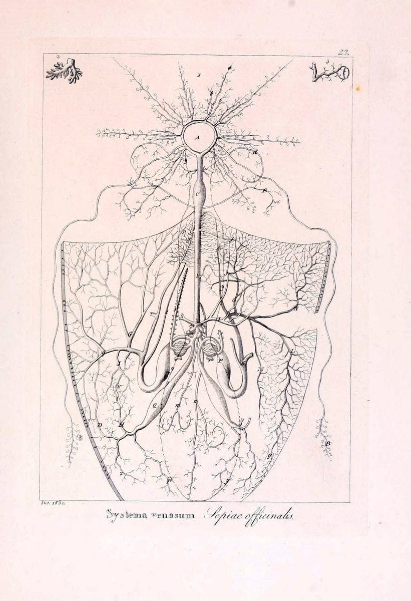 Descrizione e notomia degli animali invertebrati della Sicilia citeriore :.Naples :C. Ba | Invertebrates "Kingdom of the Two Sicilies" "Sicily (Italy)"  | Vintage Print Reproduction 468829