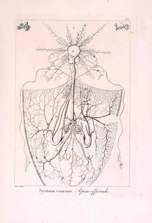 Descrizione e notomia degli animali invertebrati della Sicilia citeriore :.Naples :C. Ba | Invertebrates "Kingdom of the Two Sicilies" "Sicily (Italy)"  | Vintage Print Reproduction 468829