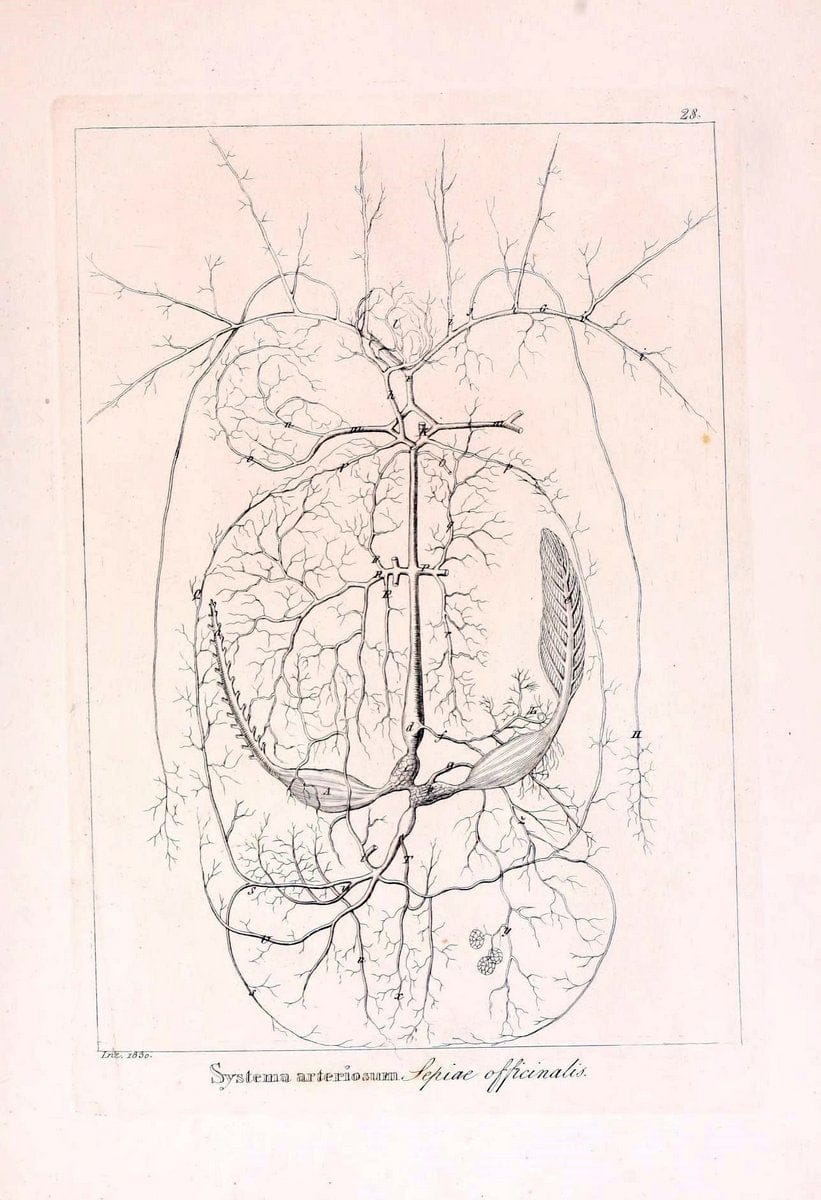 Descrizione e notomia degli animali invertebrati della Sicilia citeriore :.Naples :C. Ba | Invertebrates "Kingdom of the Two Sicilies" "Sicily (Italy)"  | Vintage Print Reproduction 468830