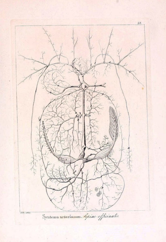 Descrizione e notomia degli animali invertebrati della Sicilia citeriore :.Naples :C. Ba | Invertebrates "Kingdom of the Two Sicilies" "Sicily (Italy)"  | Vintage Print Reproduction 468830