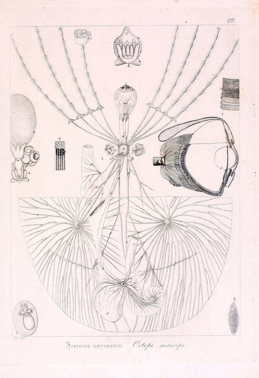 Descrizione e notomia degli animali invertebrati della Sicilia citeriore :.Naples :C. Ba | Invertebrates "Kingdom of the Two Sicilies" "Sicily (Italy)"  | Vintage Print Reproduction 468831