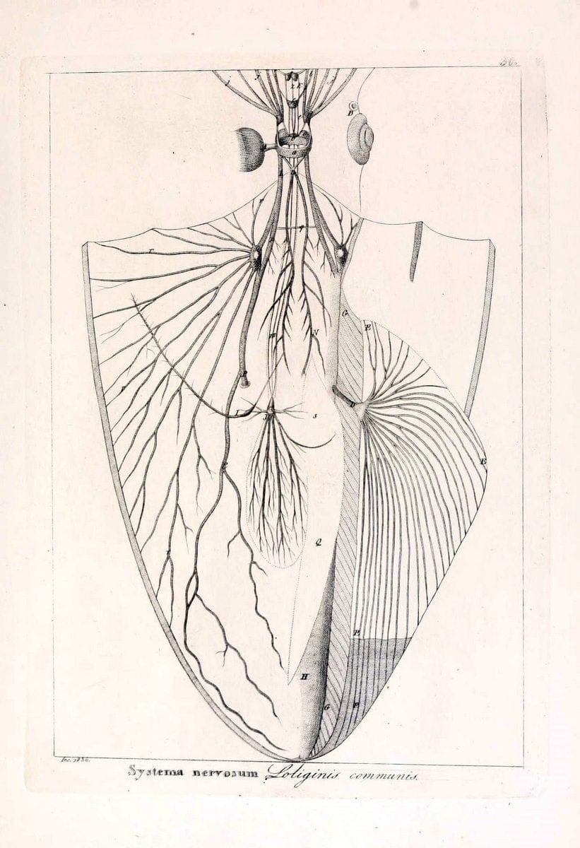 Descrizione e notomia degli animali invertebrati della Sicilia citeriore :.Naples :C. Ba | Invertebrates "Kingdom of the Two Sicilies" "Sicily (Italy)"  | Vintage Print Reproduction 468832