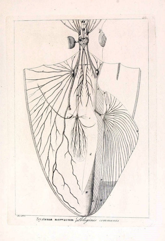 Descrizione e notomia degli animali invertebrati della Sicilia citeriore :.Naples :C. Ba | Invertebrates "Kingdom of the Two Sicilies" "Sicily (Italy)"  | Vintage Print Reproduction 468832