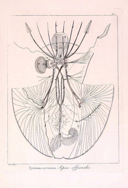 Descrizione e notomia degli animali invertebrati della Sicilia citeriore :.Naples :C. Ba | Invertebrates "Kingdom of the Two Sicilies" "Sicily (Italy)"  | Vintage Print Reproduction 468833