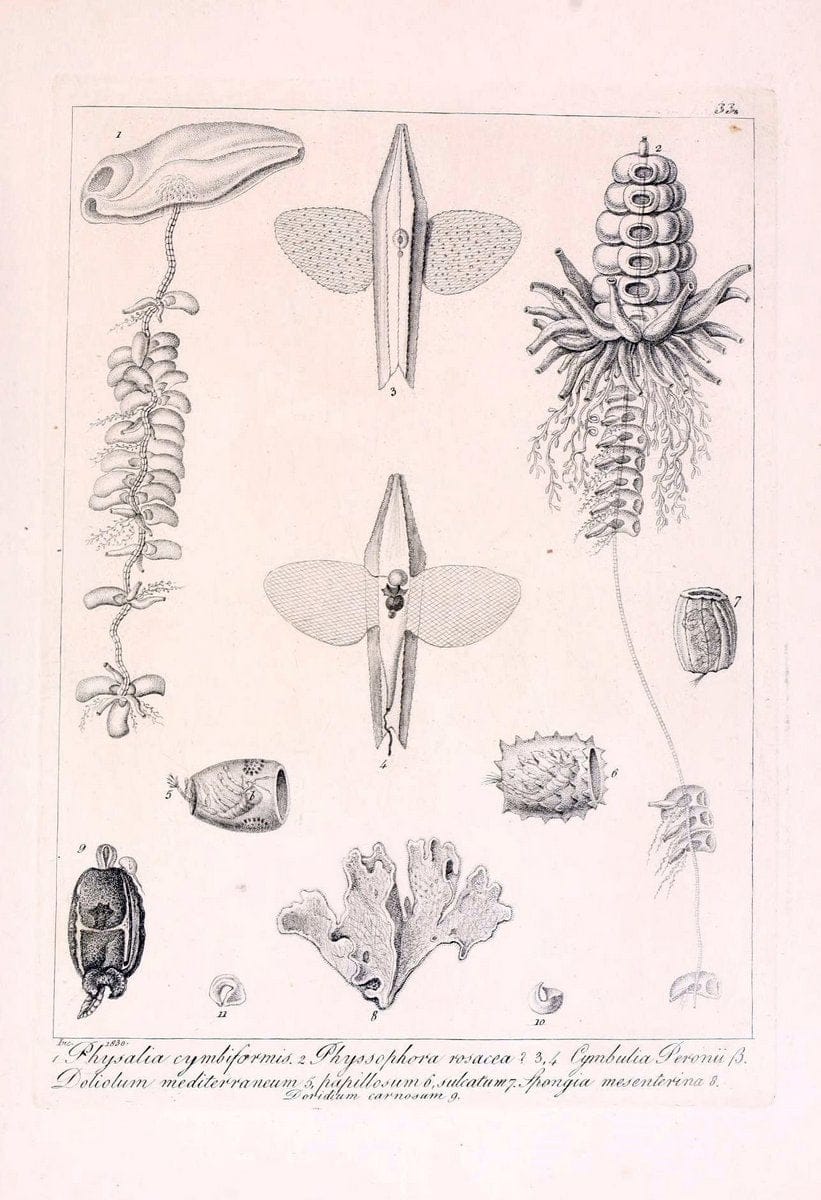 Descrizione e notomia degli animali invertebrati della Sicilia citeriore :.Naples :C. Ba | Invertebrates "Kingdom of the Two Sicilies" "Sicily (Italy)"  | Vintage Print Reproduction 468835
