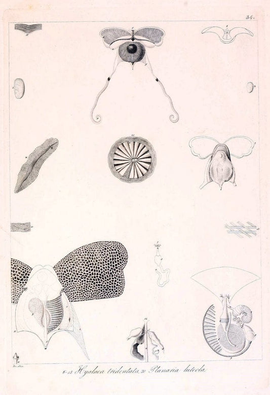 Descrizione e notomia degli animali invertebrati della Sicilia citeriore :.Naples :C. Ba | Invertebrates "Kingdom of the Two Sicilies" "Sicily (Italy)"  | Vintage Print Reproduction 468836