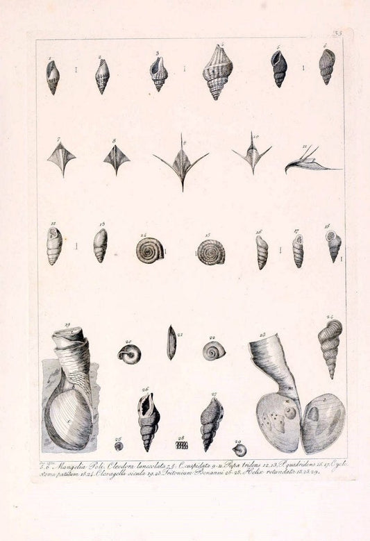 Descrizione e notomia degli animali invertebrati della Sicilia citeriore :.Naples :C. Ba | Invertebrates "Kingdom of the Two Sicilies" "Sicily (Italy)"  | Vintage Print Reproduction 468837