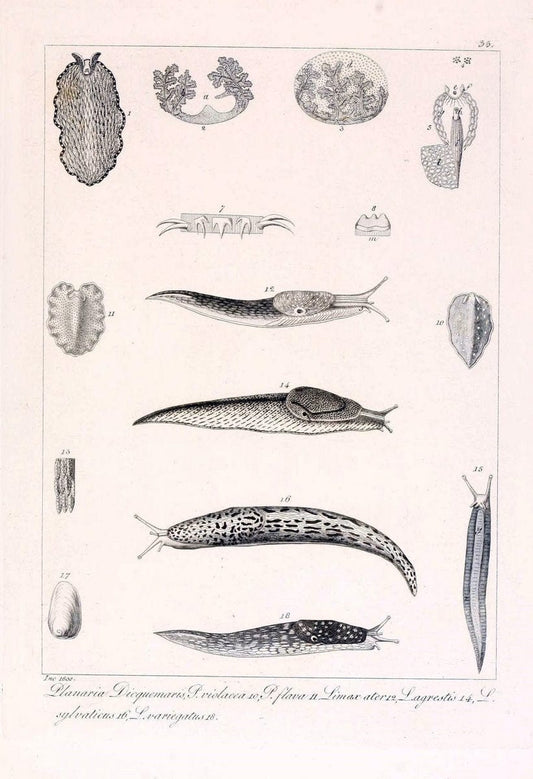 Descrizione e notomia degli animali invertebrati della Sicilia citeriore :.Naples :C. Ba | Invertebrates "Kingdom of the Two Sicilies" "Sicily (Italy)"  | Vintage Print Reproduction 468838