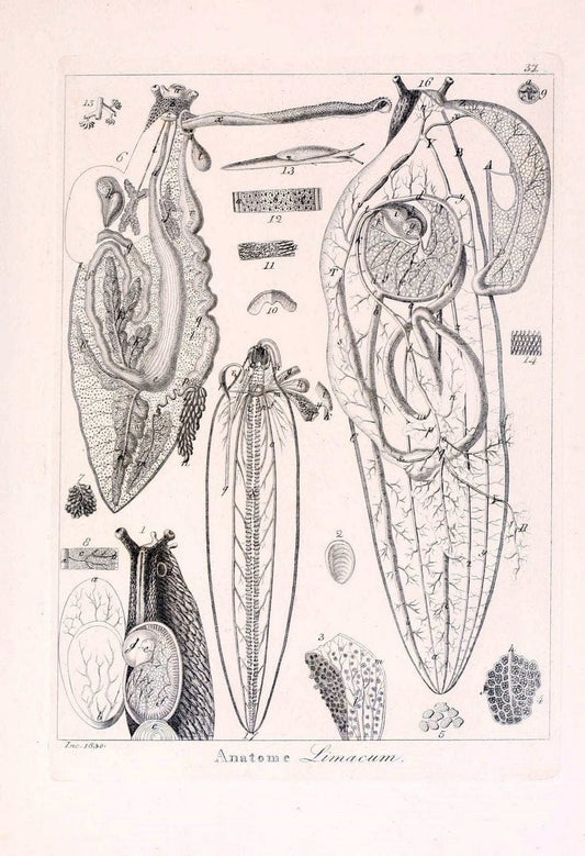 Descrizione e notomia degli animali invertebrati della Sicilia citeriore :.Naples :C. Ba | Invertebrates "Kingdom of the Two Sicilies" "Sicily (Italy)"  | Vintage Print Reproduction 468839