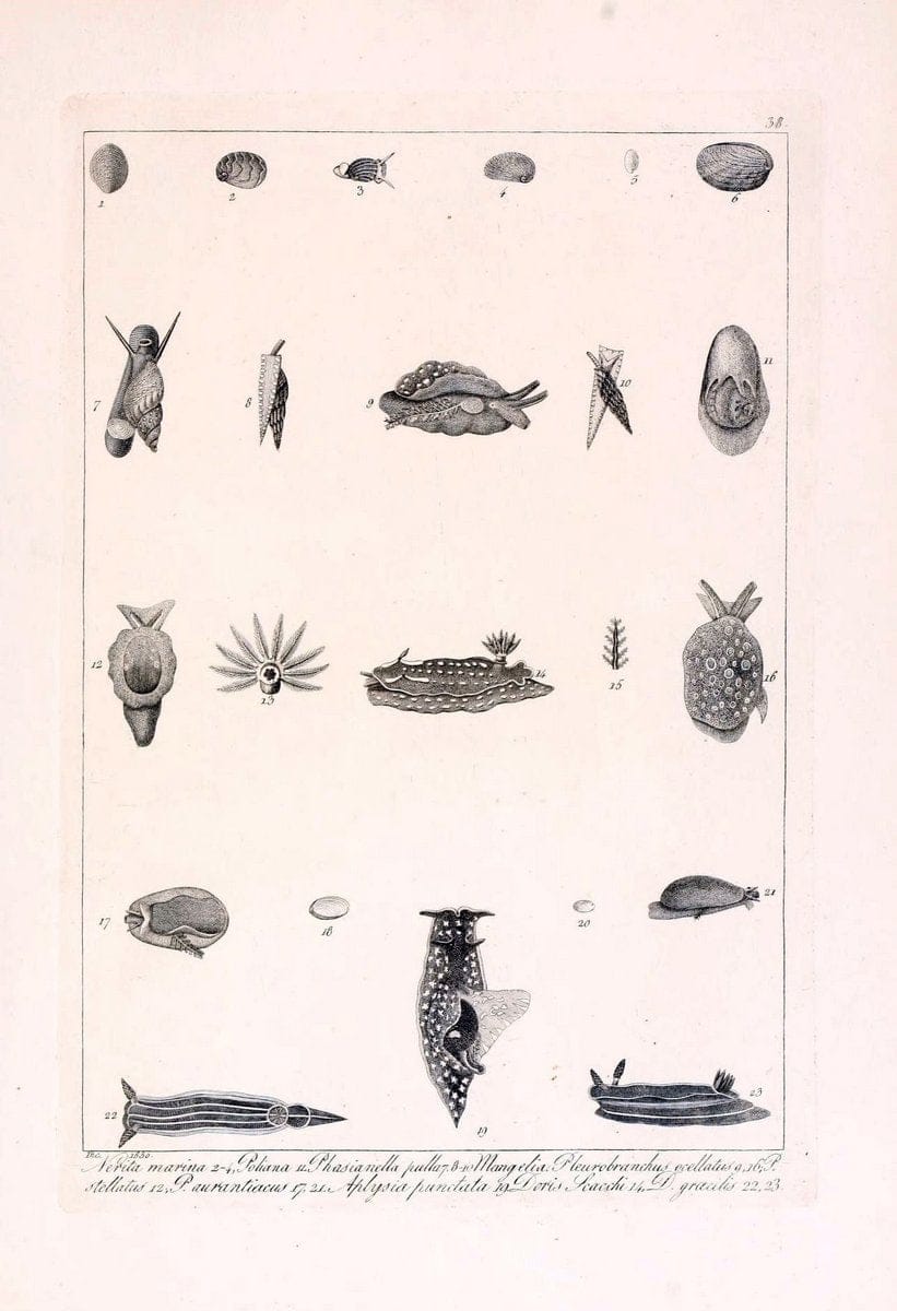 Descrizione e notomia degli animali invertebrati della Sicilia citeriore :.Naples :C. Ba | Invertebrates "Kingdom of the Two Sicilies" "Sicily (Italy)"  | Vintage Print Reproduction 468840